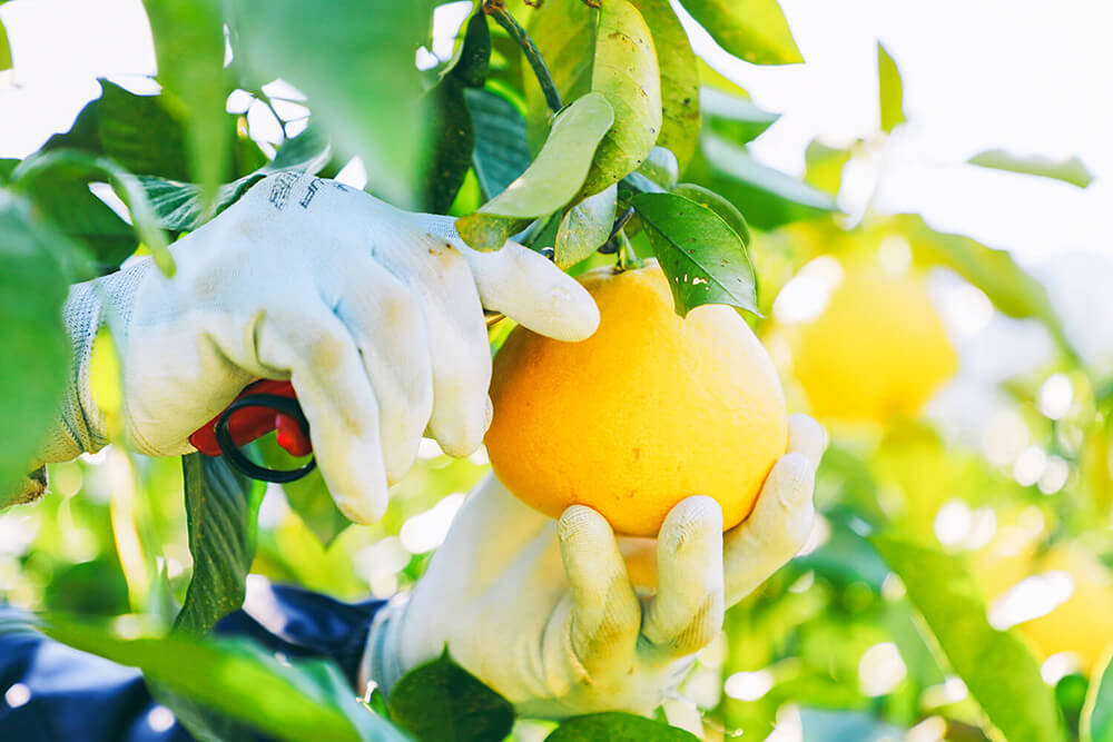 千光士農園：地域と家族で育てる高知の柑橘